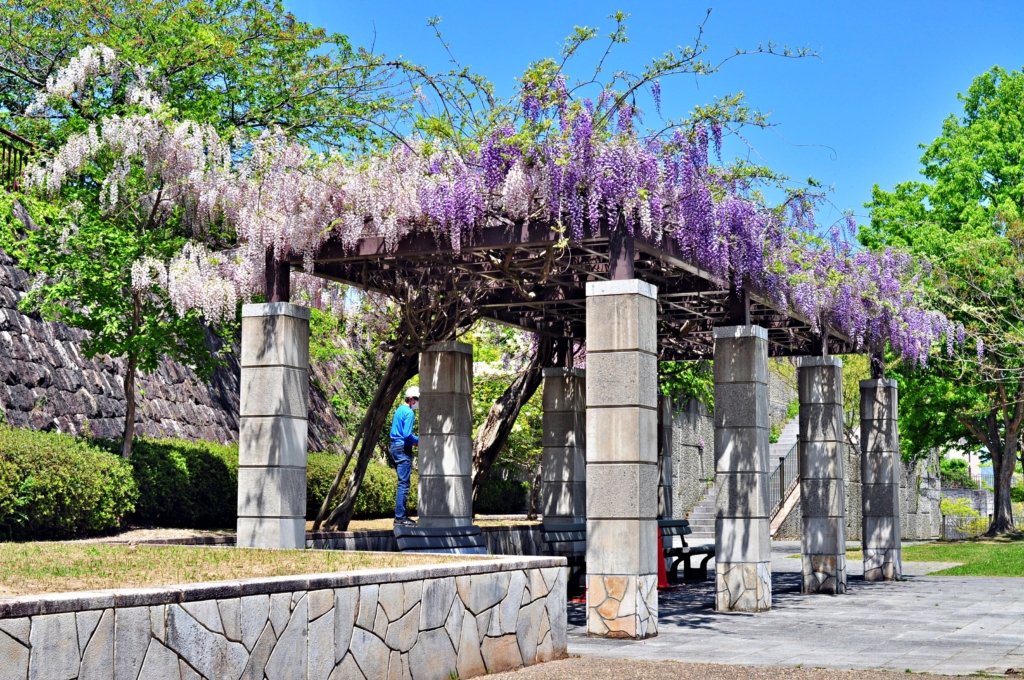 🏞️ 마치다 시립 노즈타 공원 이미지 6